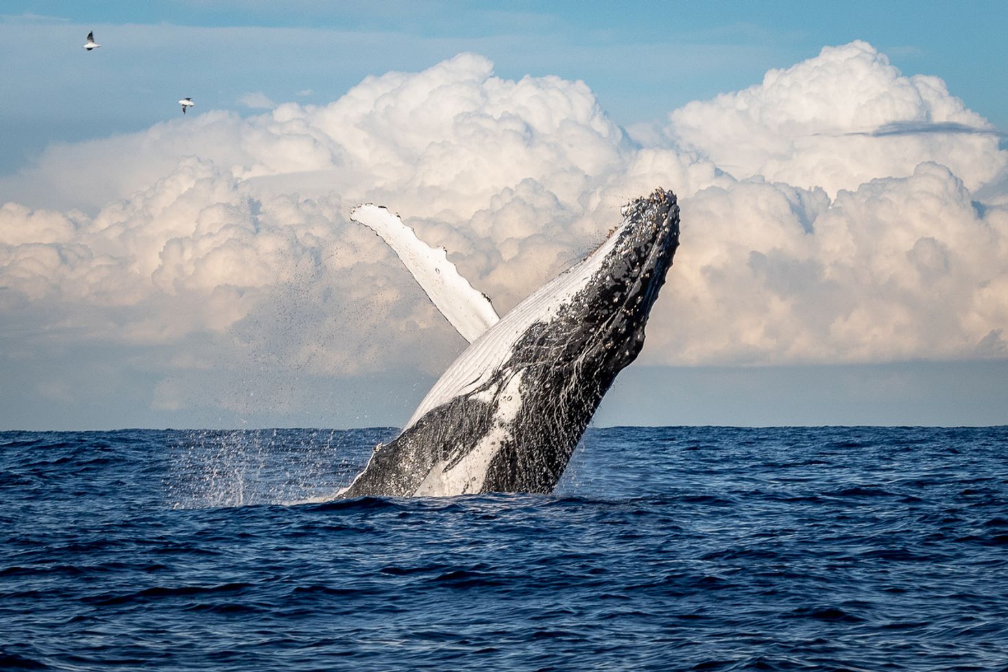 Things to do in Brisbane whale watching