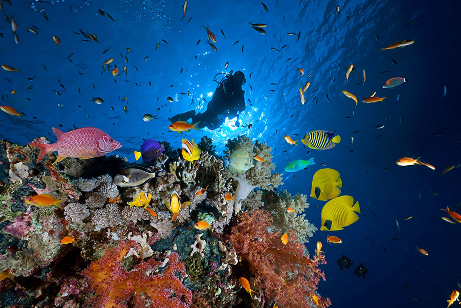Things to do in Cairns Diving