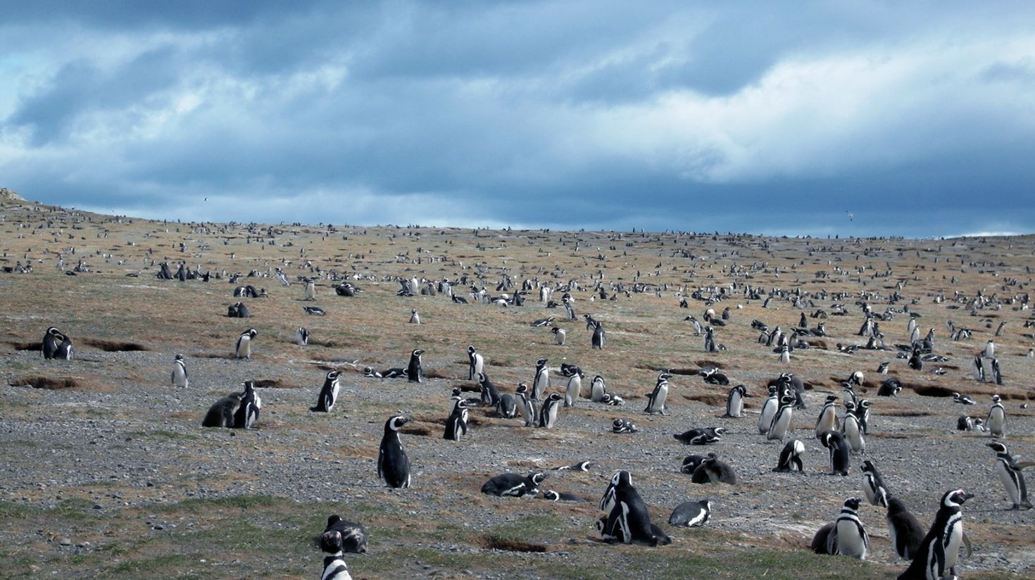 Hundreds of penguins seen in an island in Chile