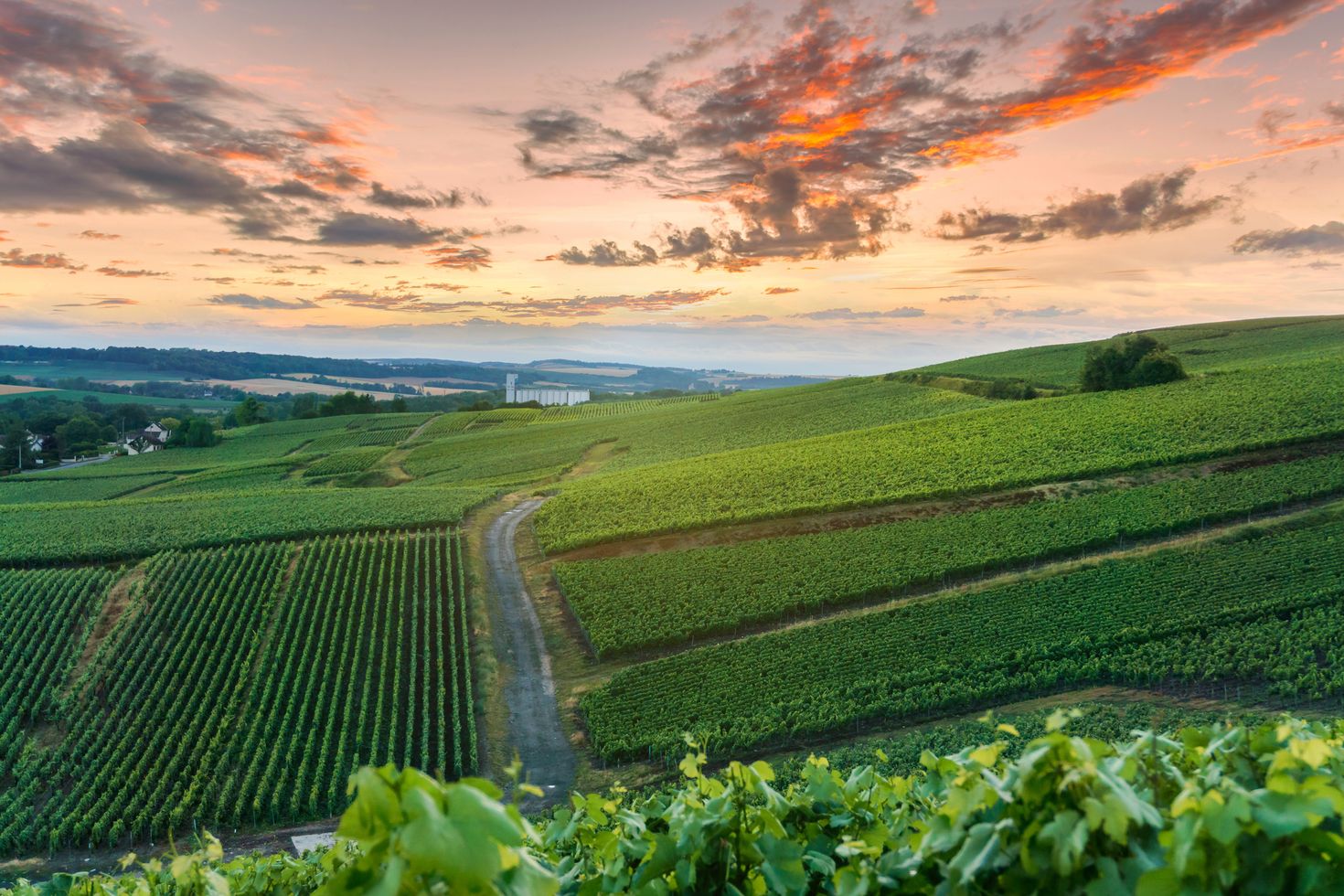 Champagne route in France