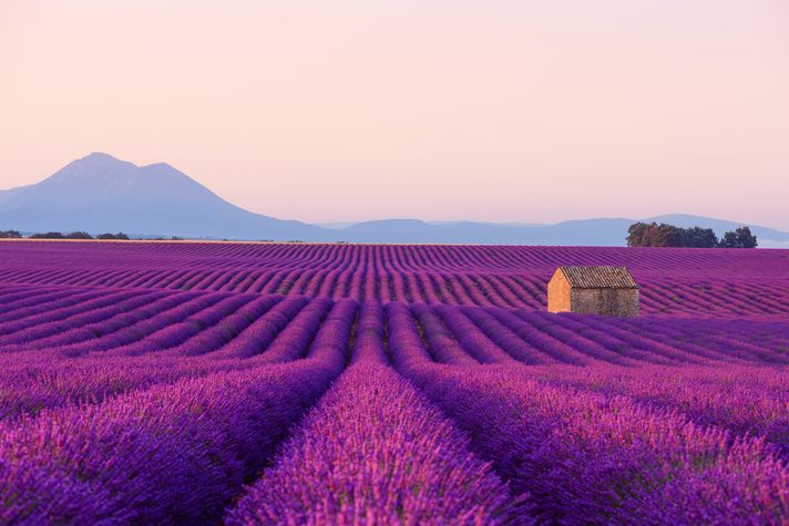 The Lavender Fields in Provence is one of the best places to go in France