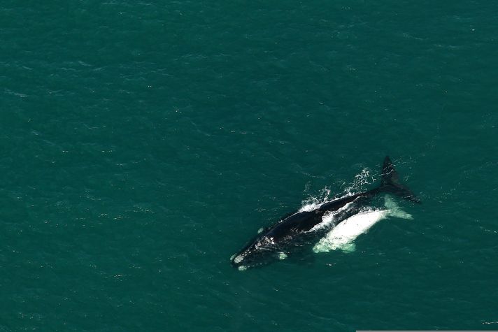 Whale Watching Aerial tours in Hermanus