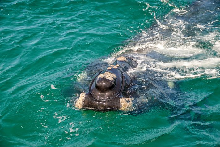 Whale watching boat tour in hermanus