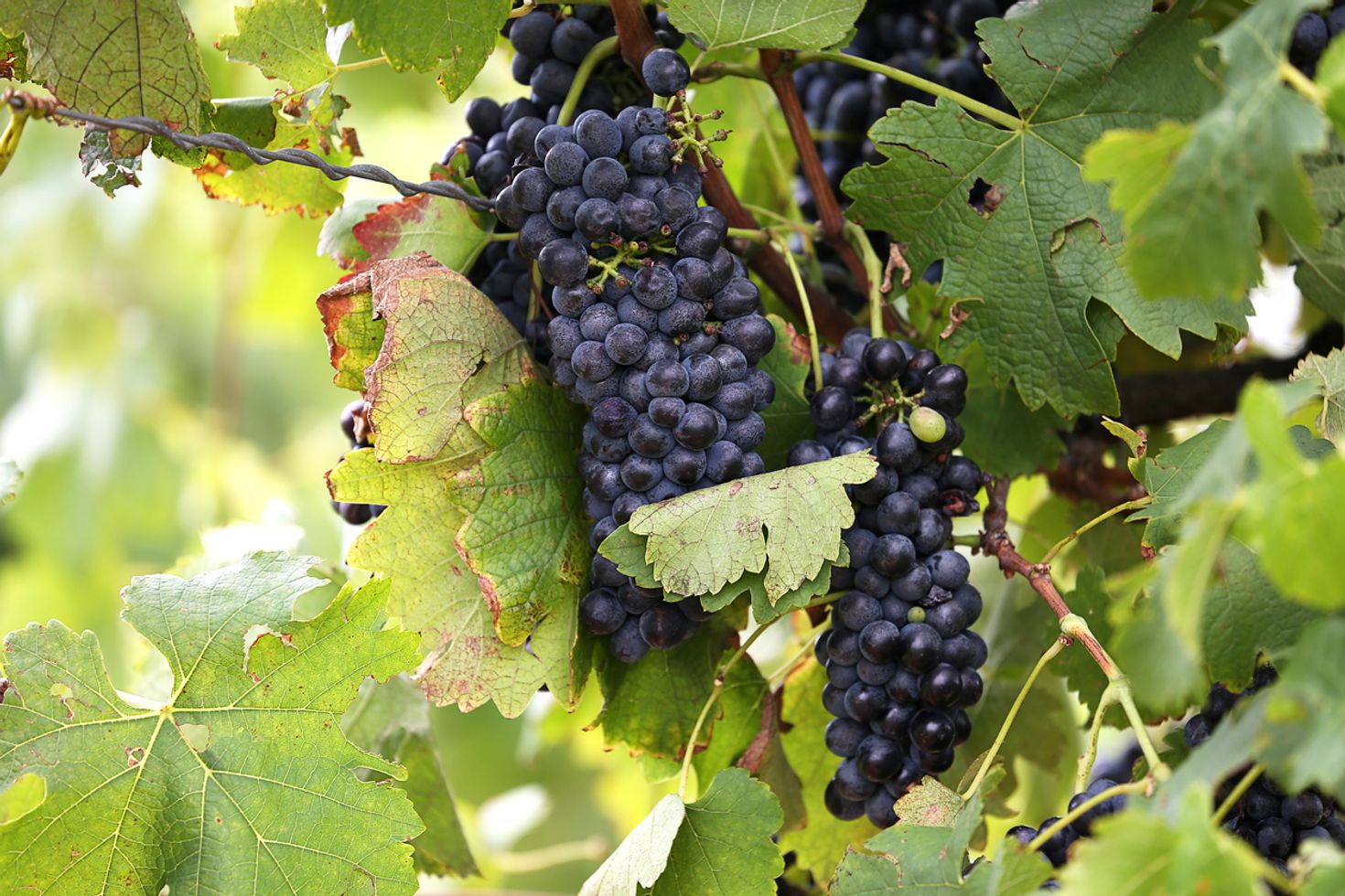 Hunter Valley has many varieties of wines made from the finest grapes.