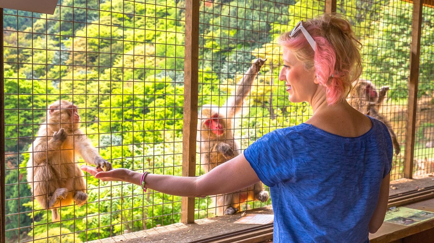 A visit to the Arashiyama park in Kyoto should be on your list of things to do in Japan if you adore monkeys.