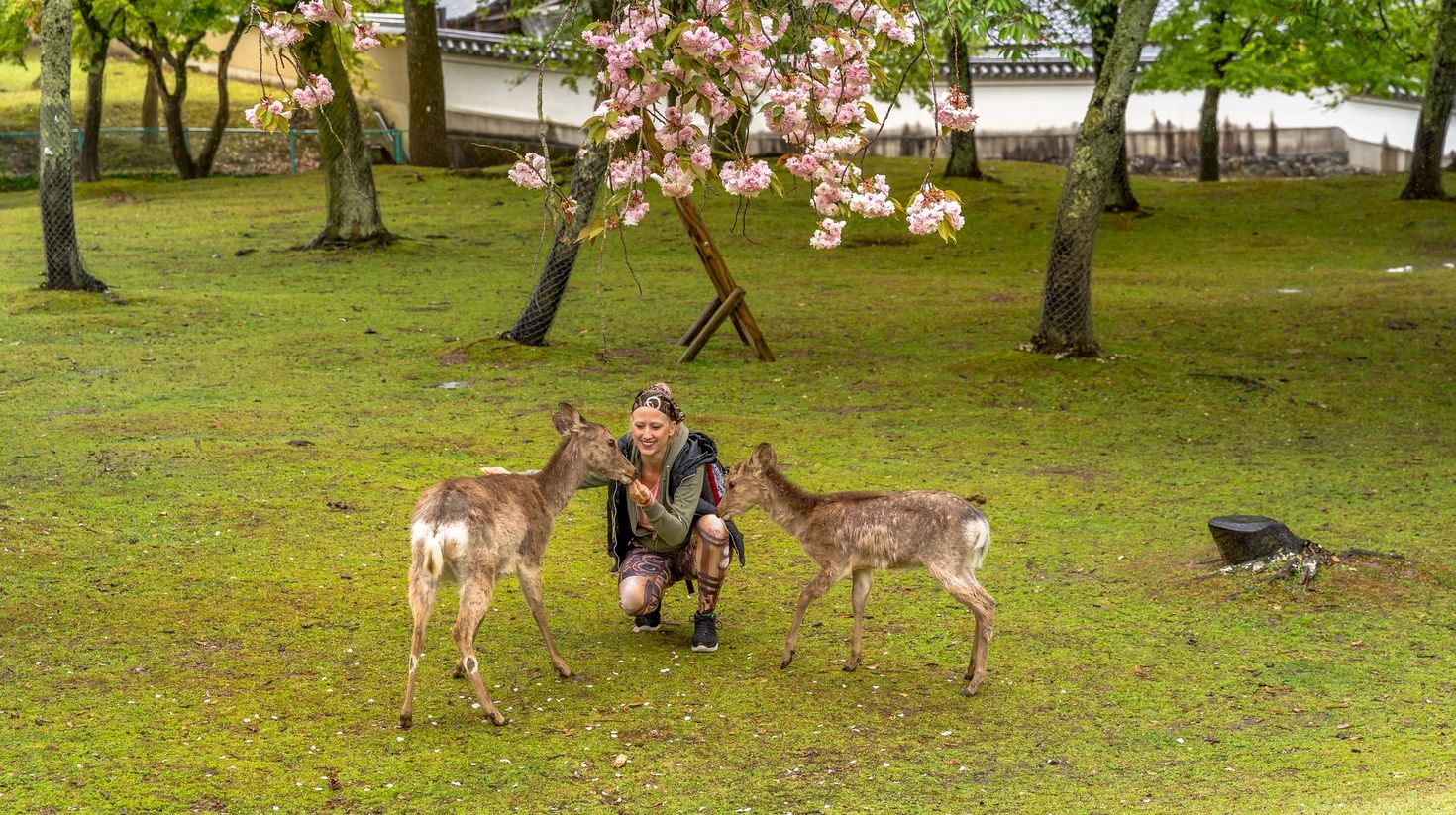  Among various things to do in Japan, Feeding hundreds of freely traveling deer in Nara should be on your top list.