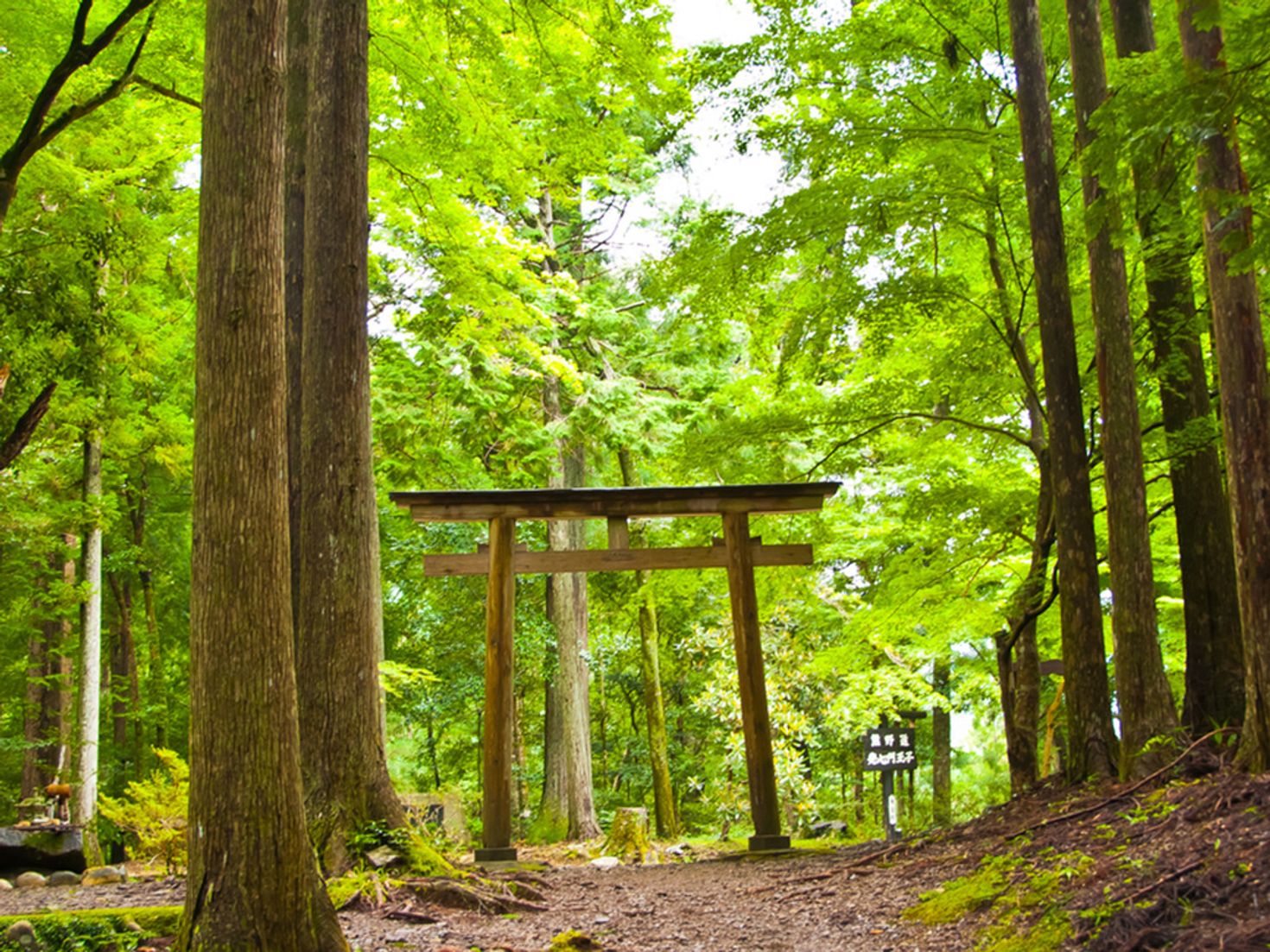 The sacred trail of Kumano Kodo trails is quite extensive, an hiking it is the best thing to do in Japan.