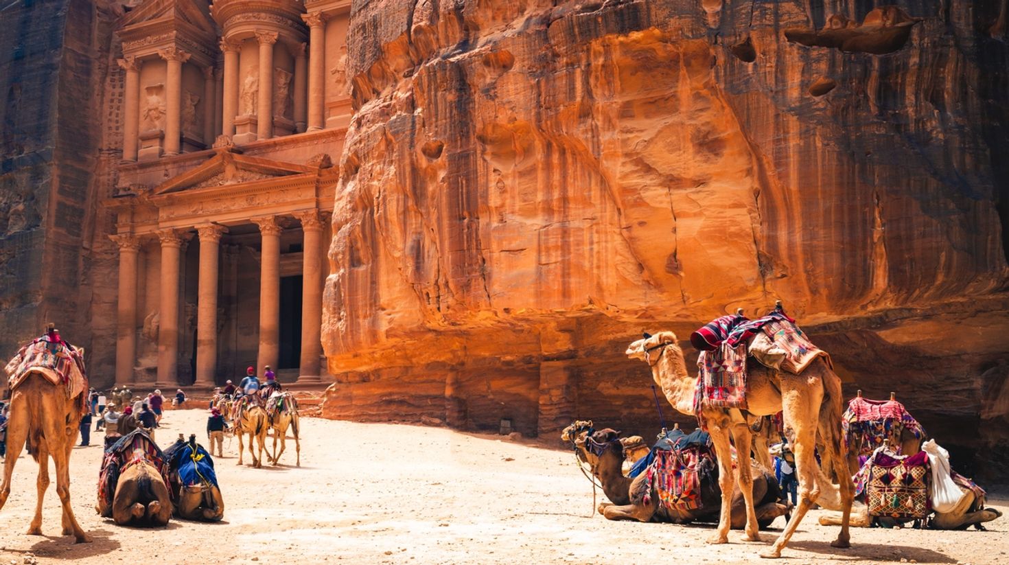 Camels in Petra, Jordan