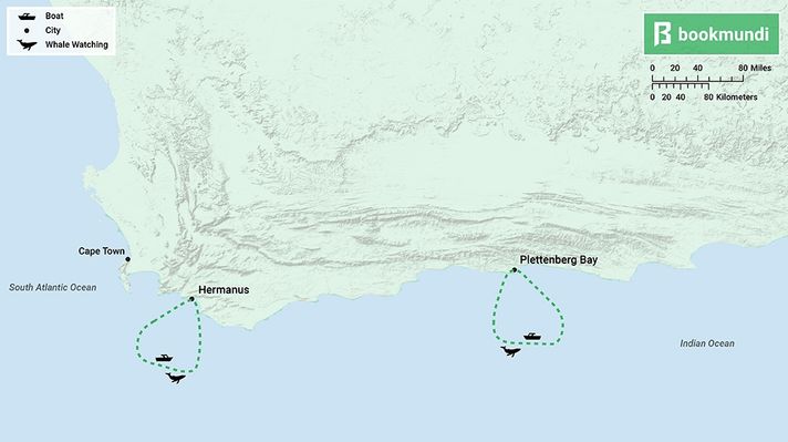 Whale watching in South Africa
