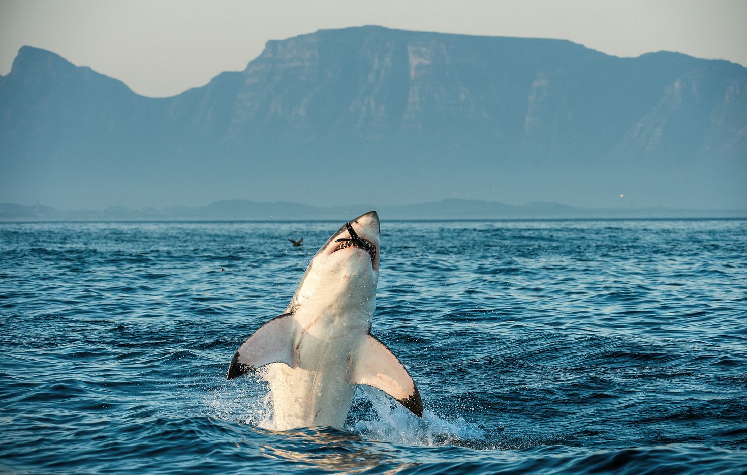 Shark Cage diving in South Africa