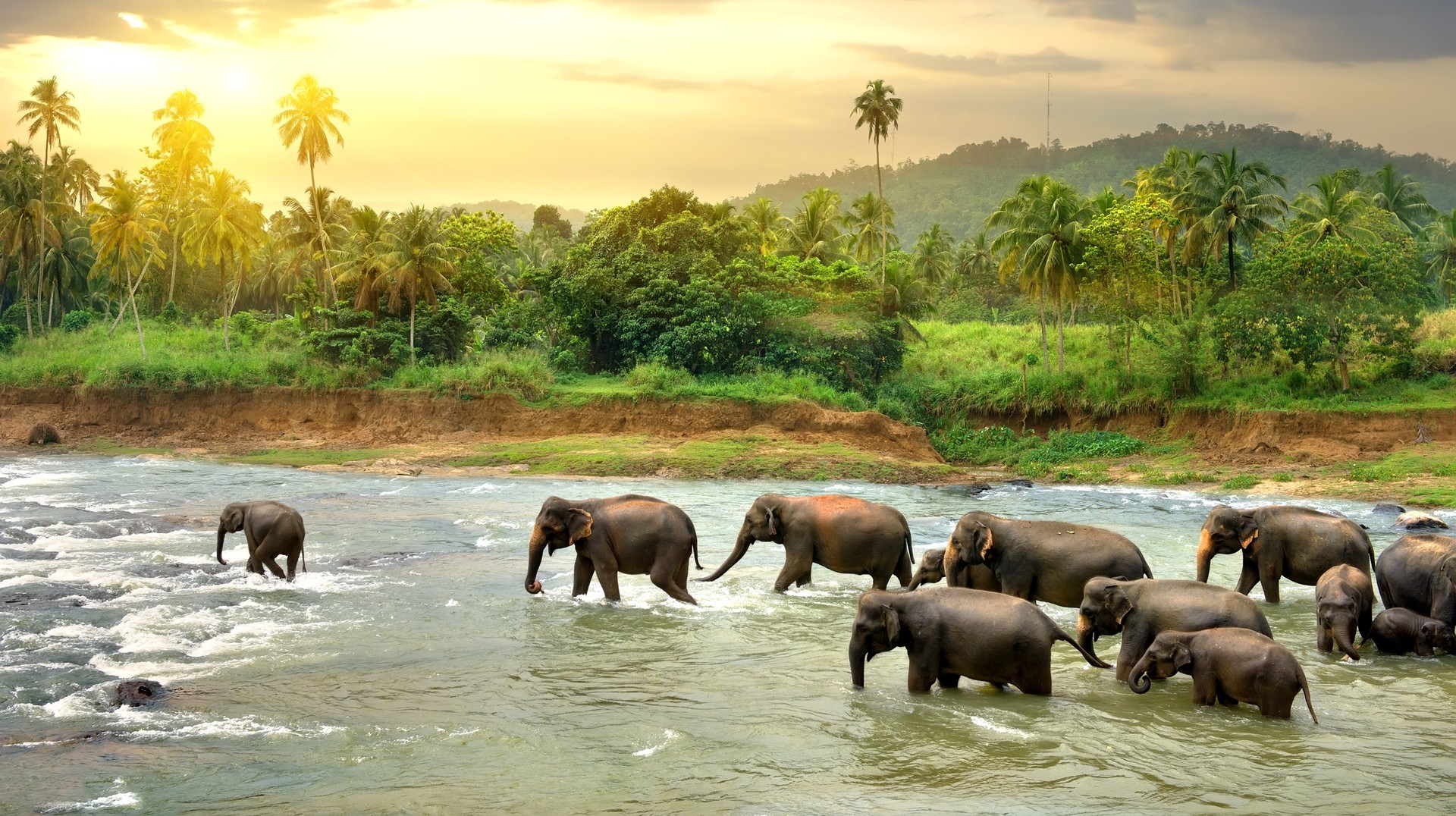 Spotting elephants is a must among the many incredible things to do in Sri Lanka! Witness the enchanting sight of a herd of elephants gracefully walking in the river during dusk, a captivating experience among the many things to do in Sri Lanka