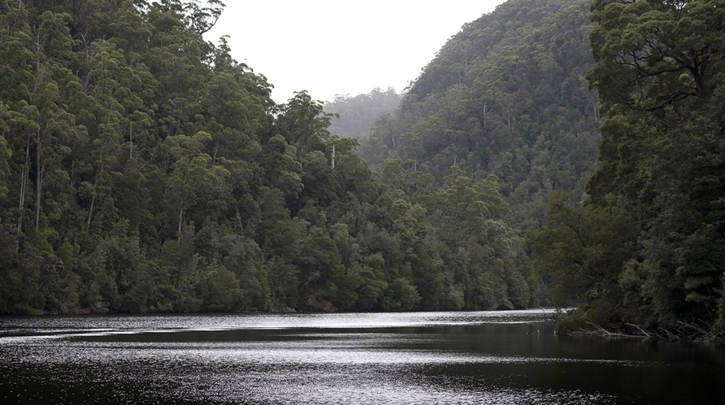The Tarkine Forest Reserve in Tasmania is one of the last rainforest.