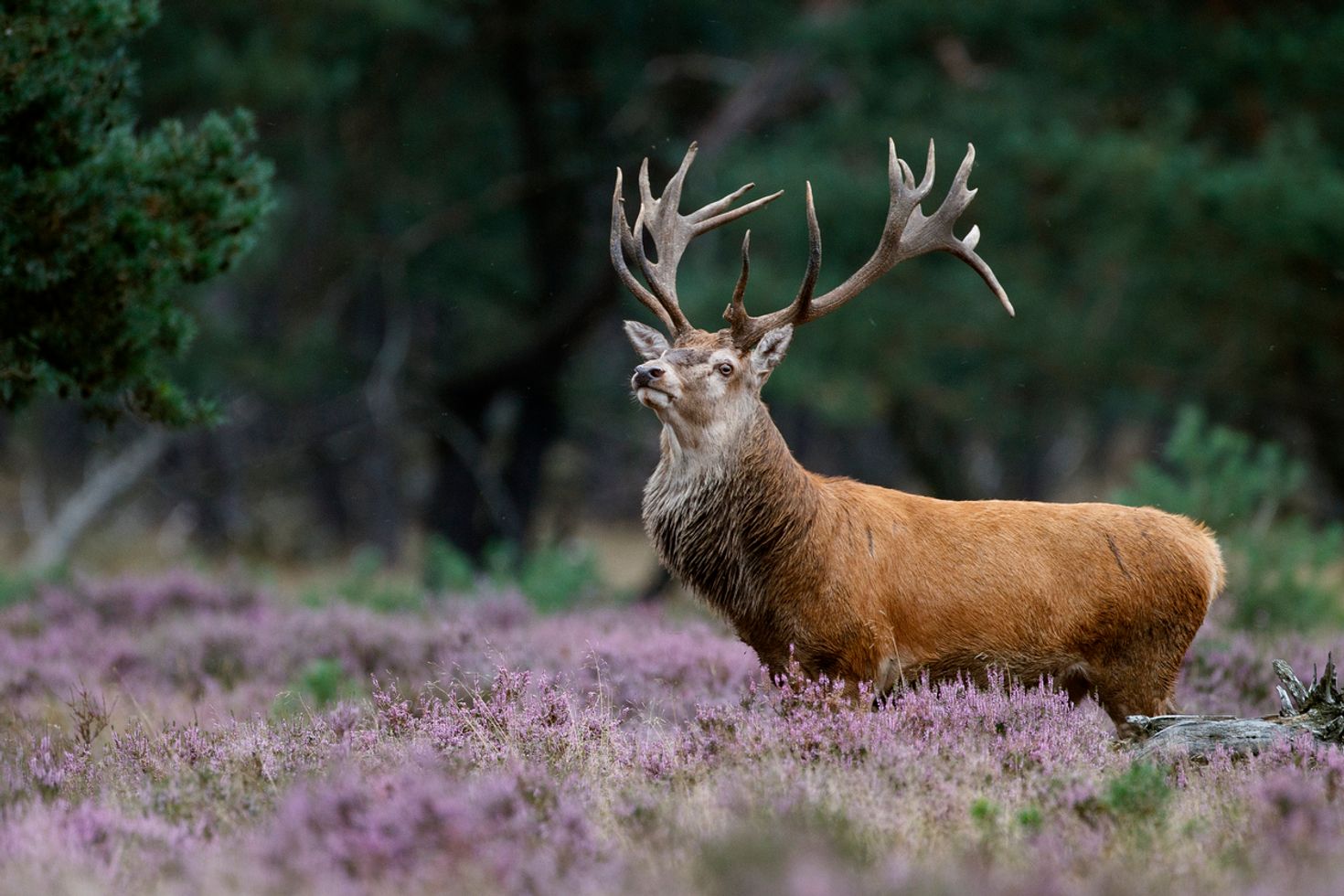 Visit the wildlife sanctuaries, a things to do in the Netherlands.