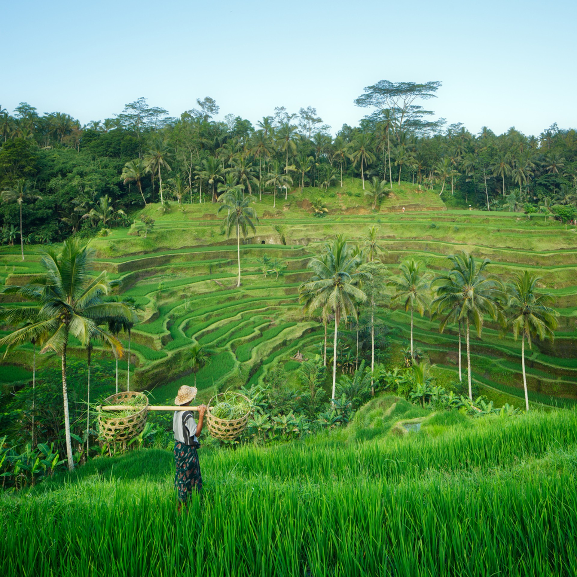 Visit the iconic scenic rice terraces at Ubud. Visiting the popular rice terraces in Tegallalang is a fun thing to do in Ubud.