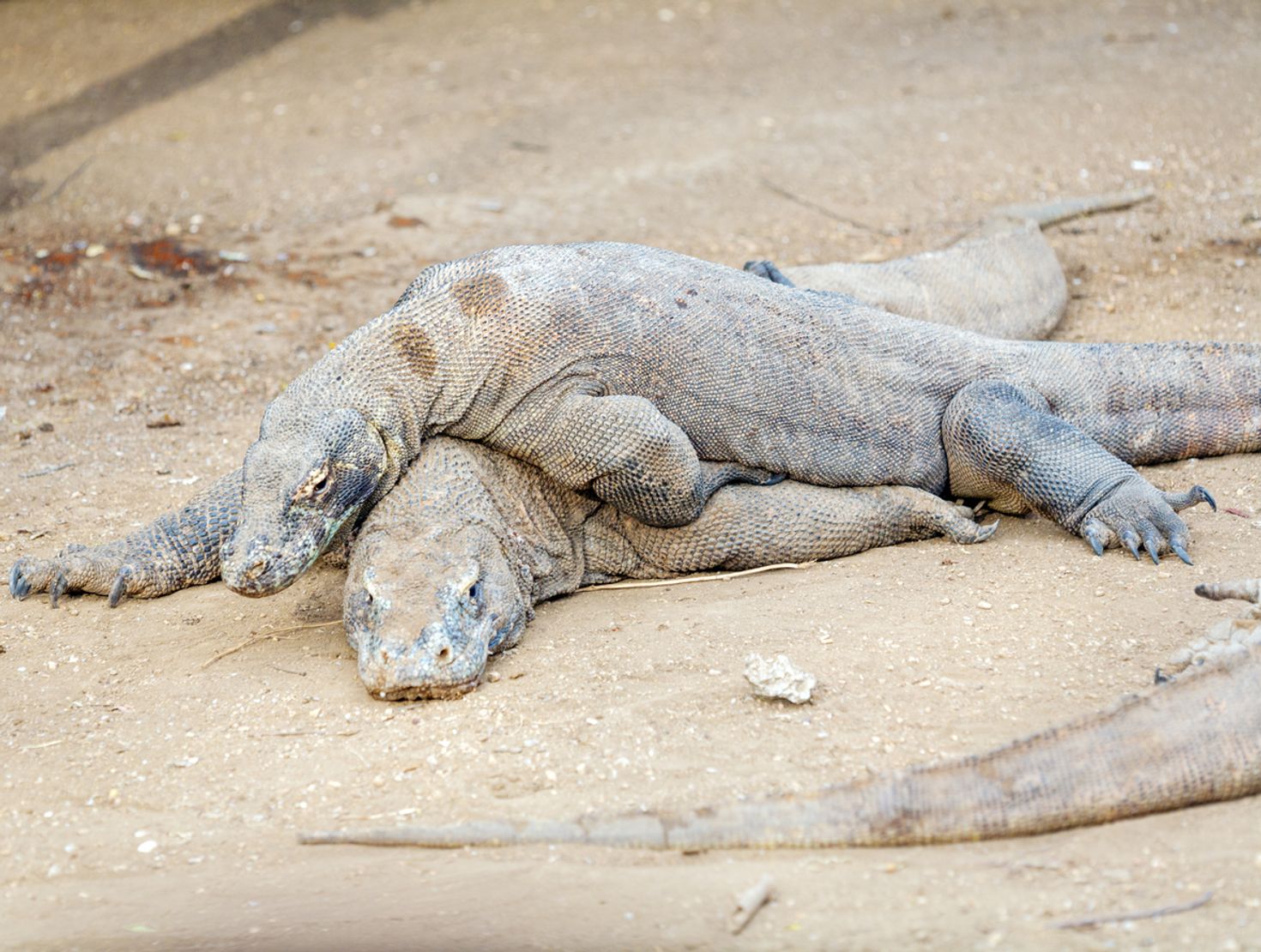 Visiting the Reptile park is a unique thing to do in Ubud.