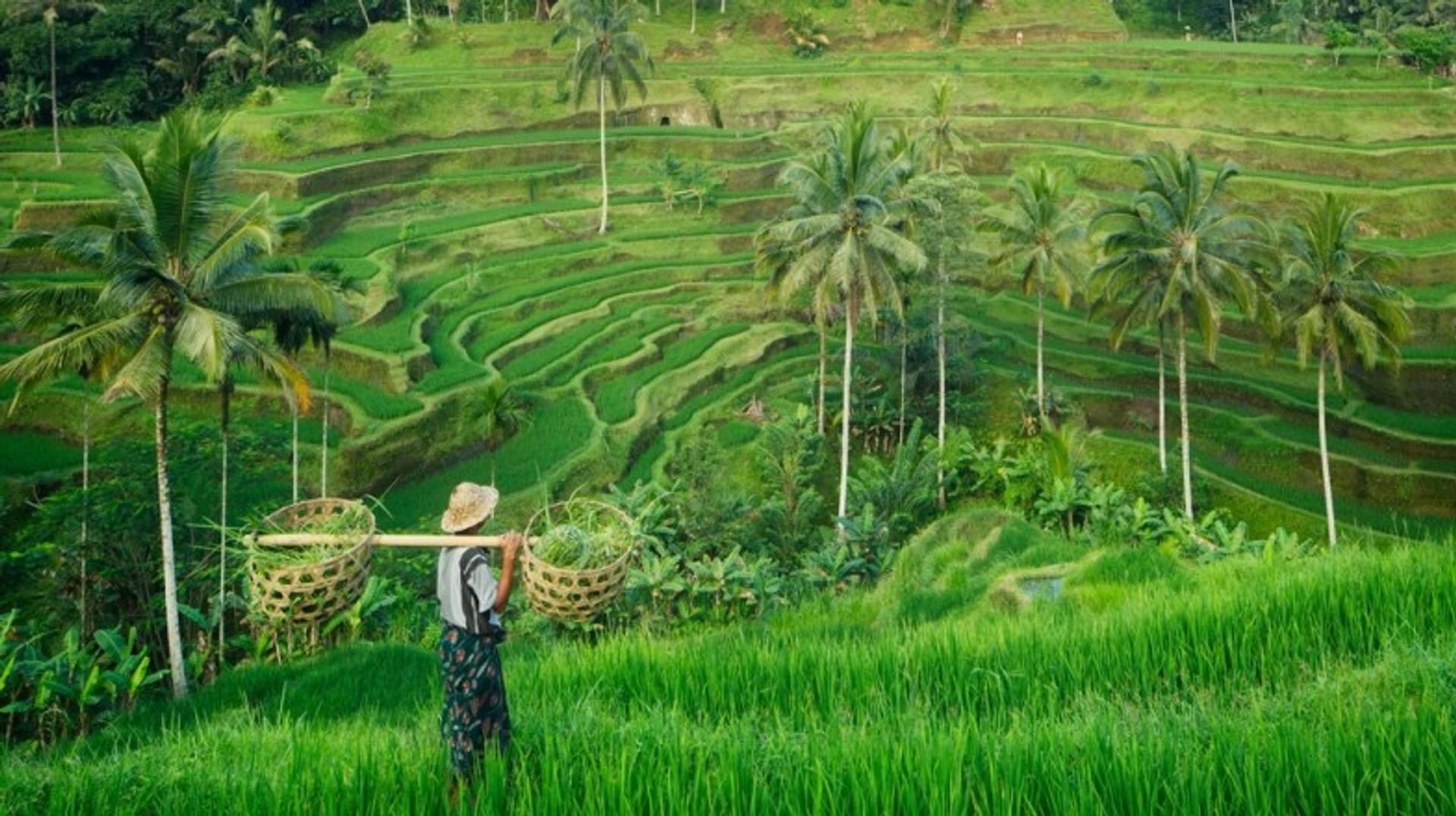 13 Fun Things to Do in Ubud