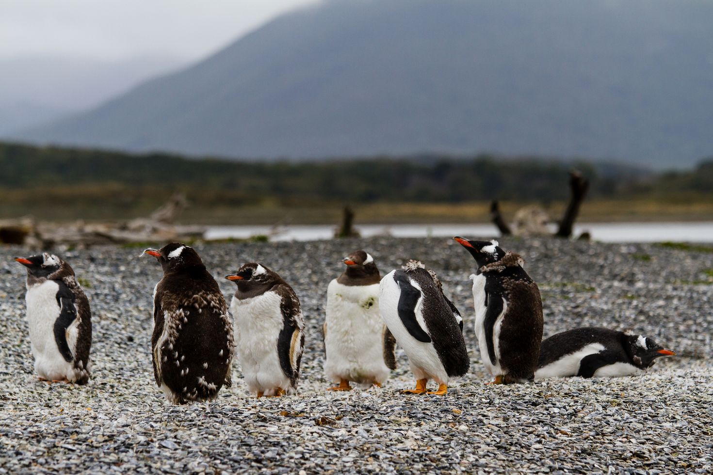 Isla Martillo in Ushuaia