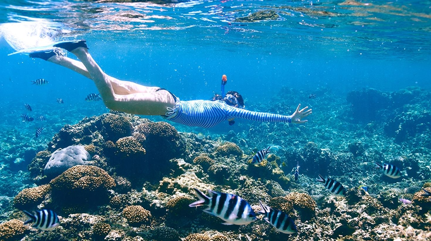Snorkelling just offshore Whitehaven beach
