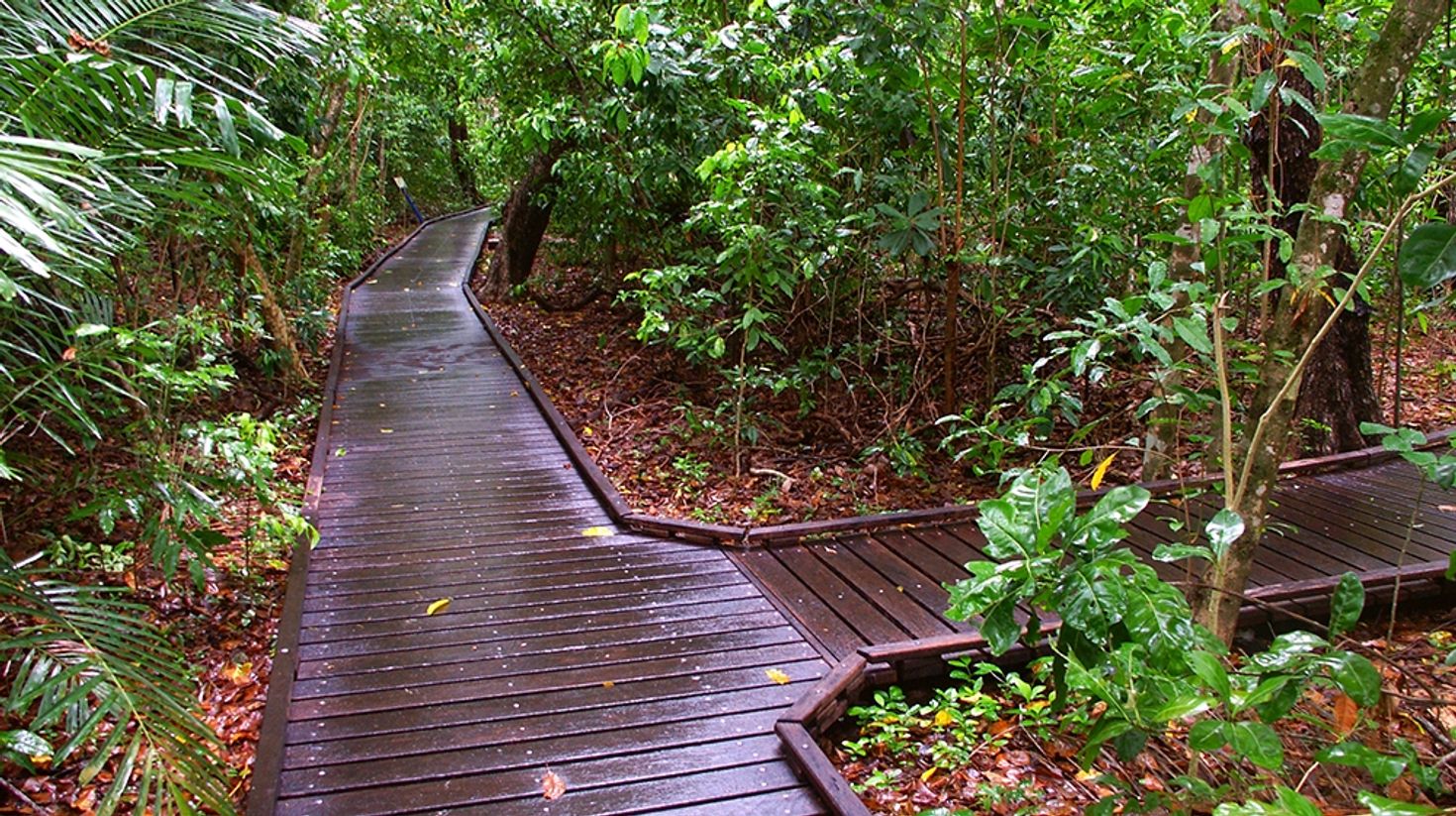 Wooden path for eco-walk in Green Island