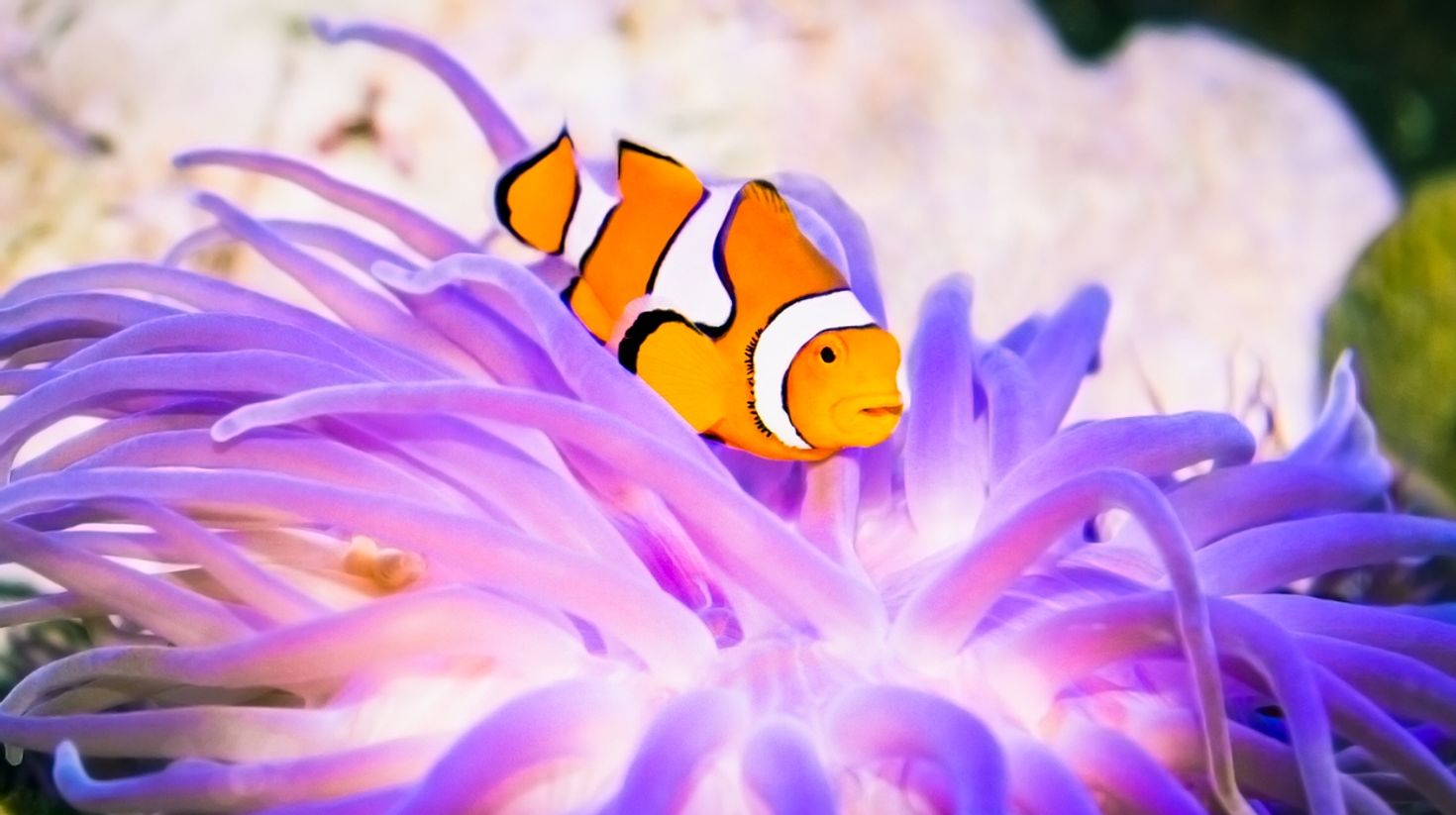 Snorkeling is the best thing to do on the Gili Islands.