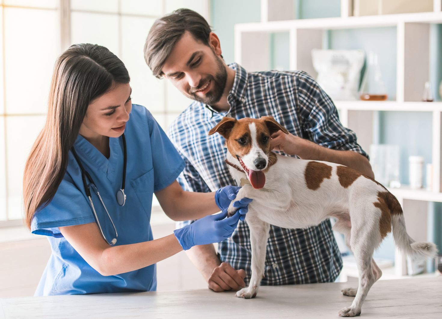 Traveling with pet, checkup at the vet