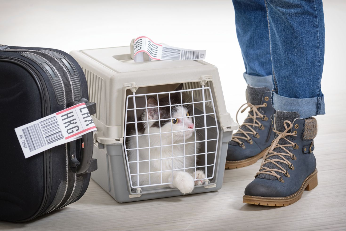Traveling with pets by air