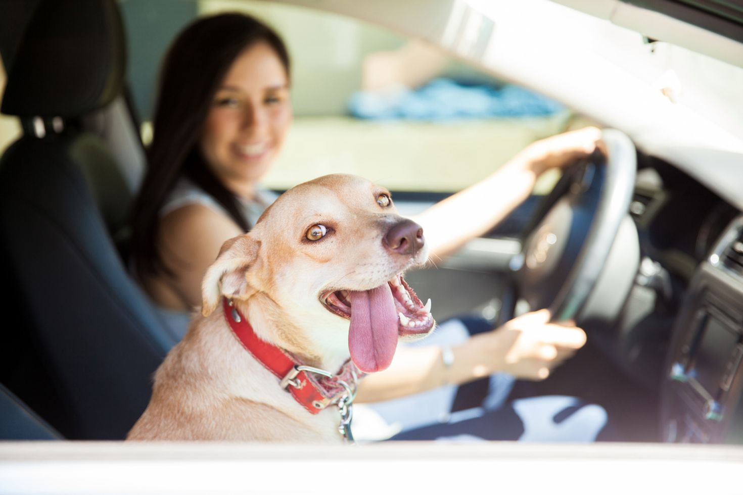Traveling with pets by car
