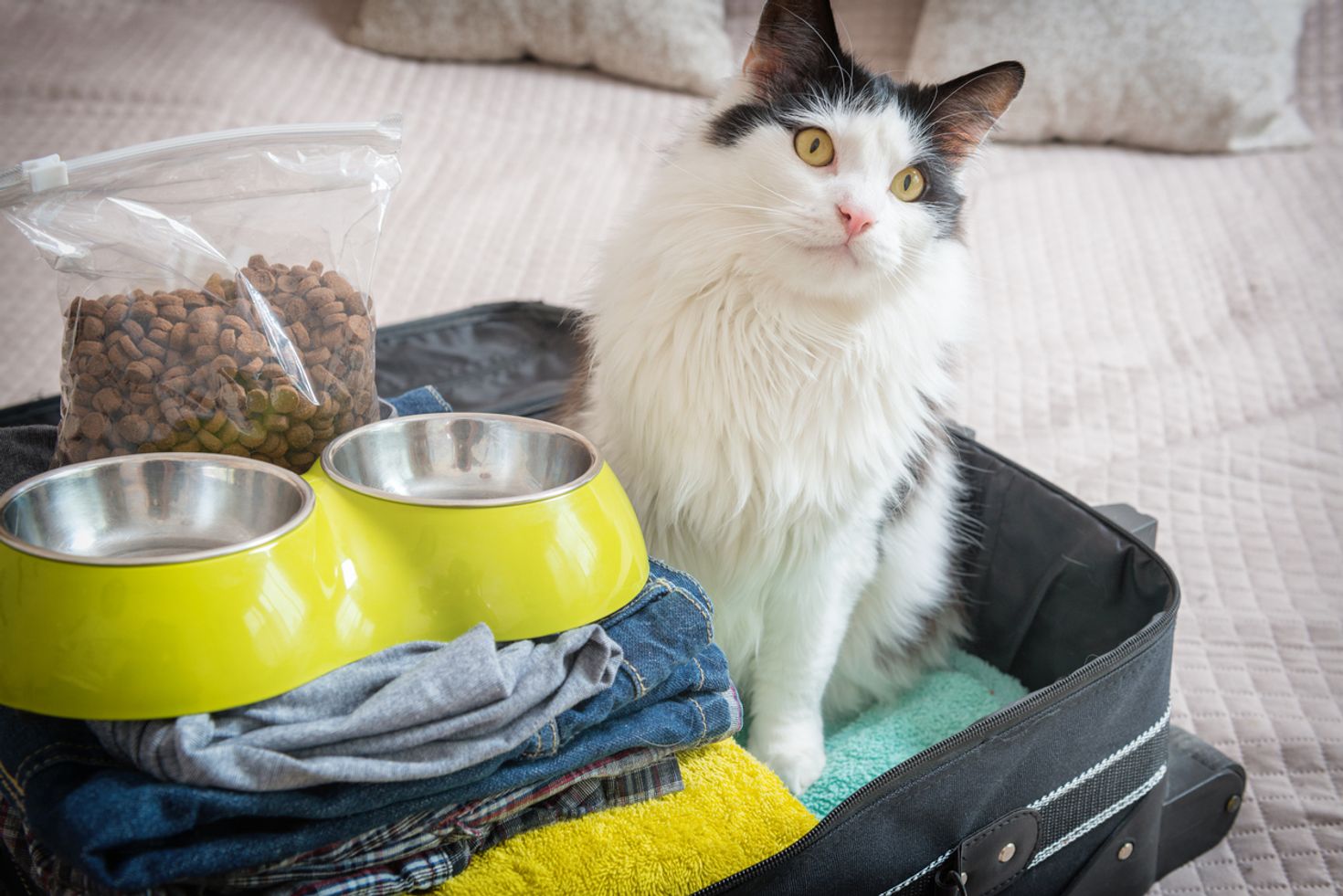 Traveling with pets cat