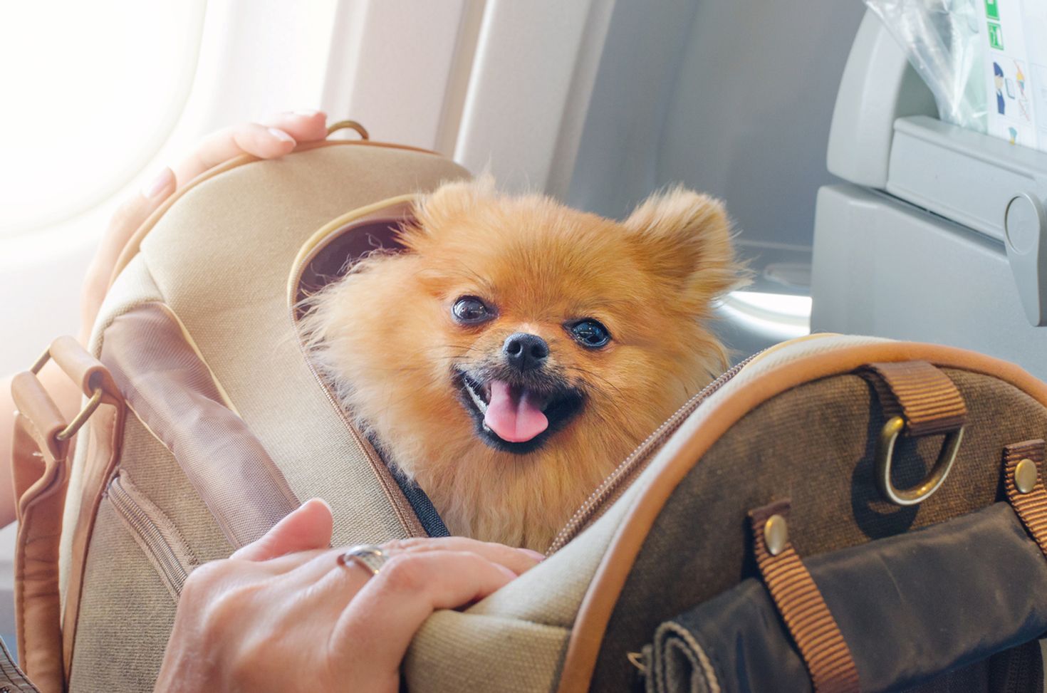 Traveling with pets in the cabin is possible in some airlines.