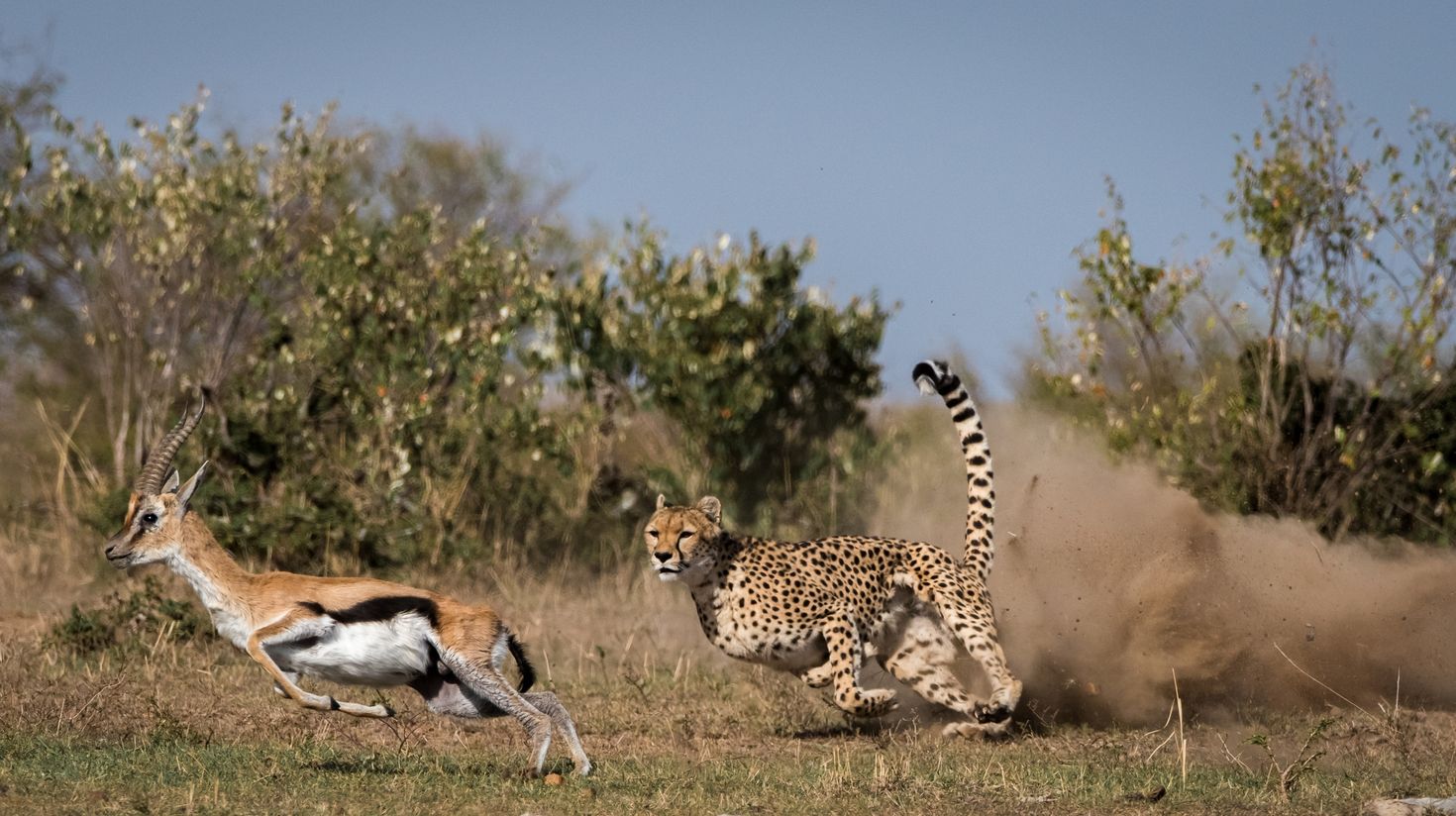 Ruaha National Park