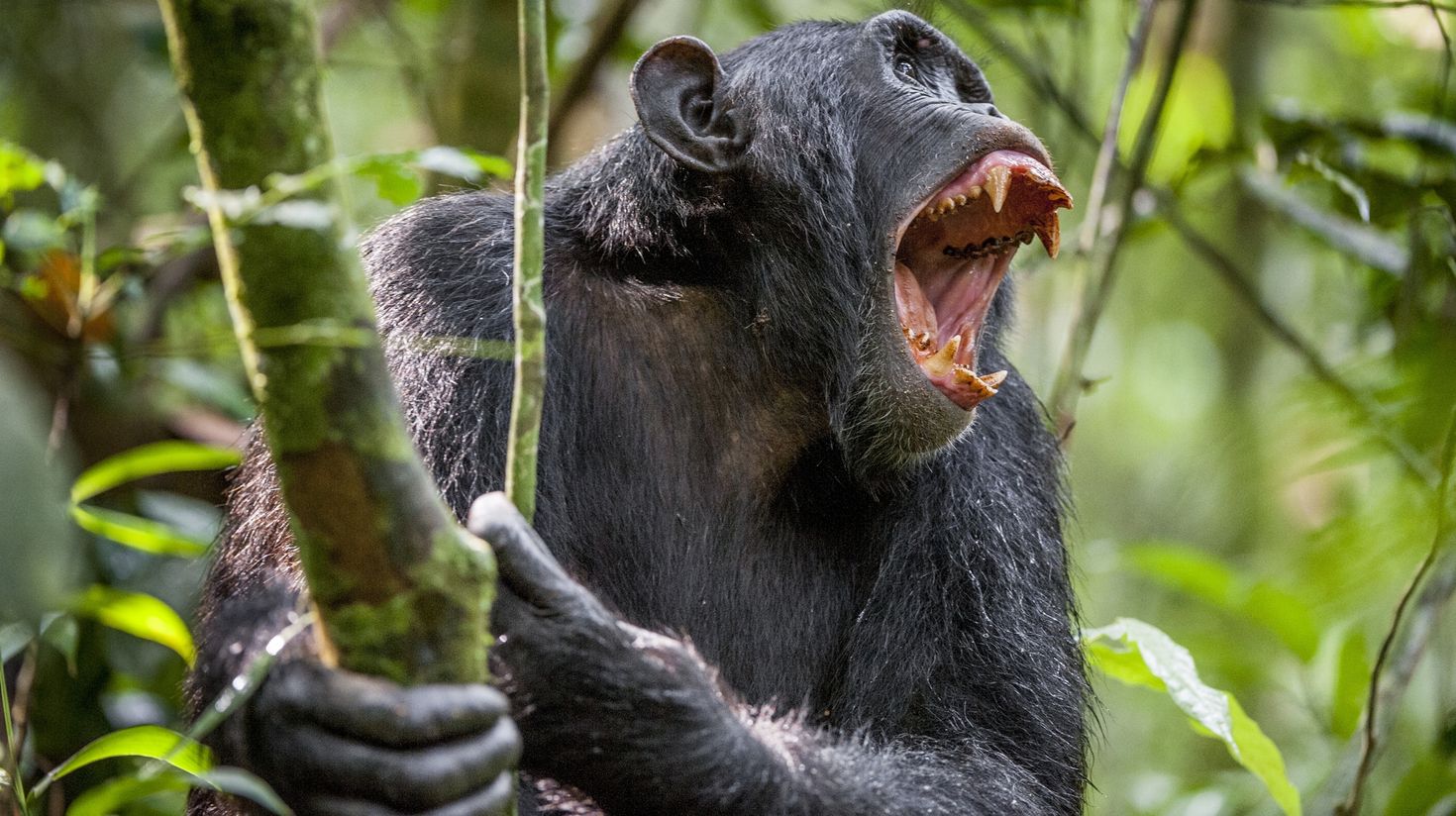 The Chimpanzee of Gombe National Park