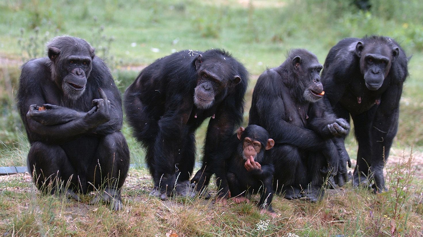 Chimpanzees in the Mahale Mountains National Park