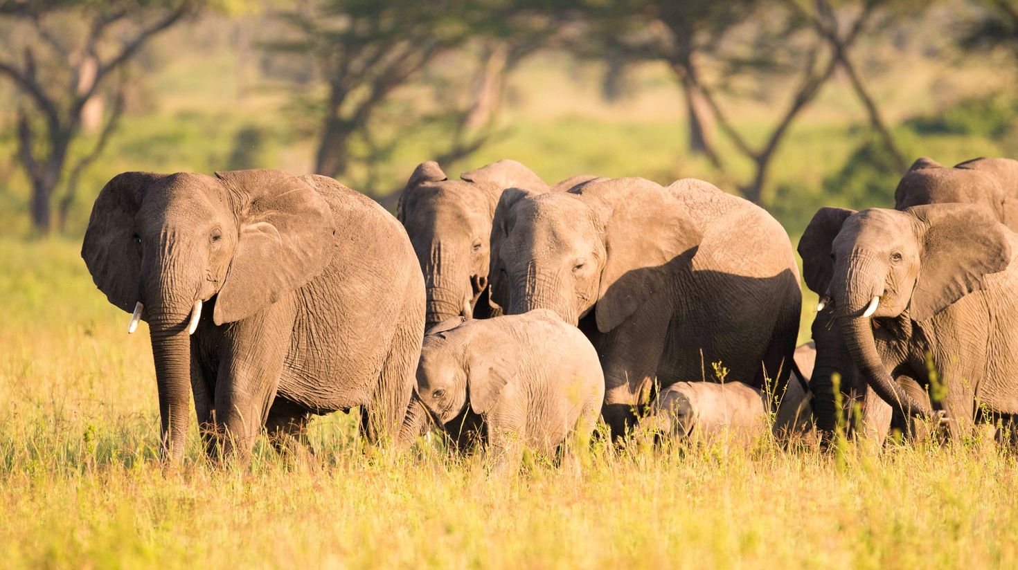 Elephants of Selous Game Reserve