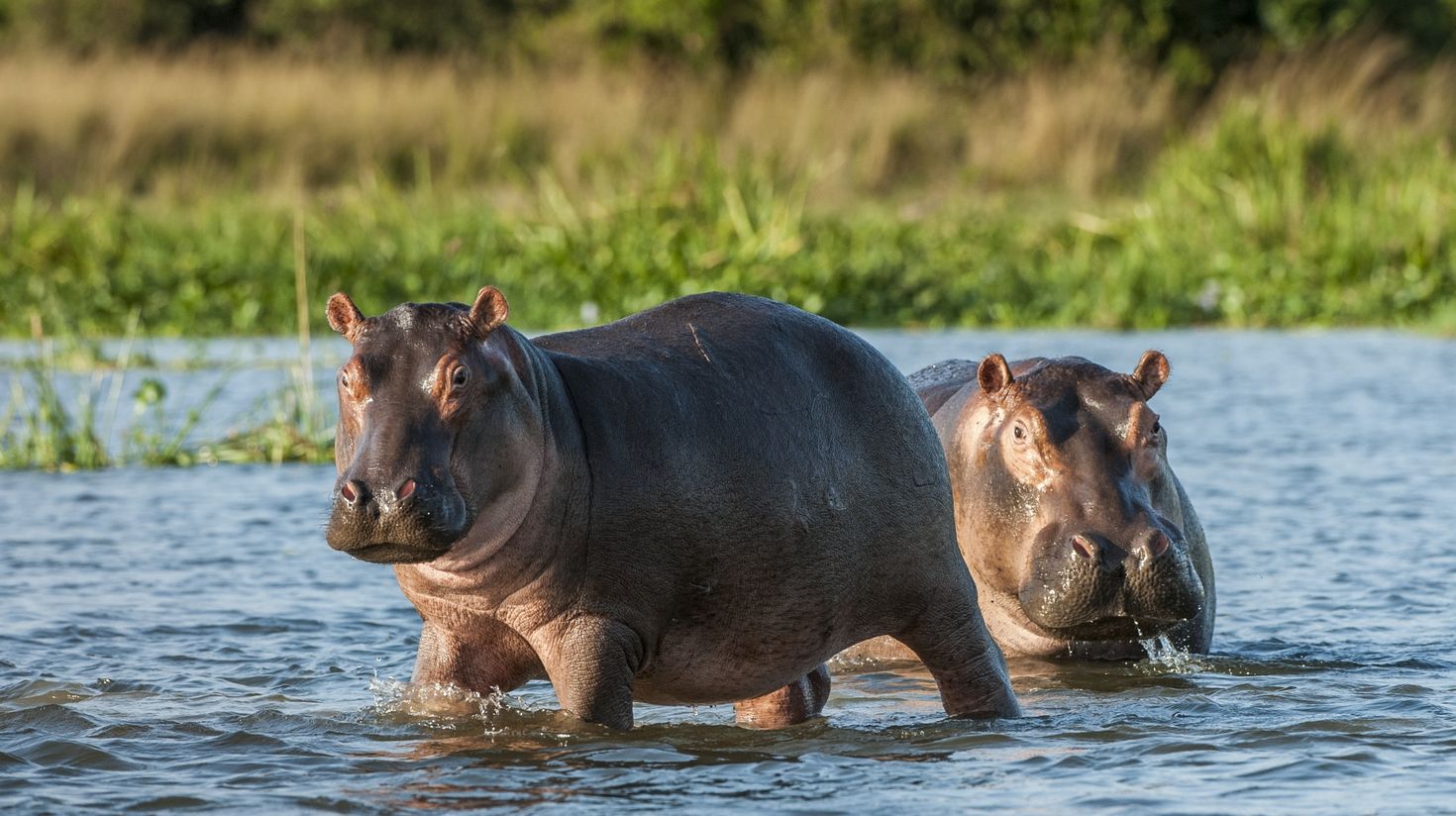 Hippopotamus in the Katavi National Park