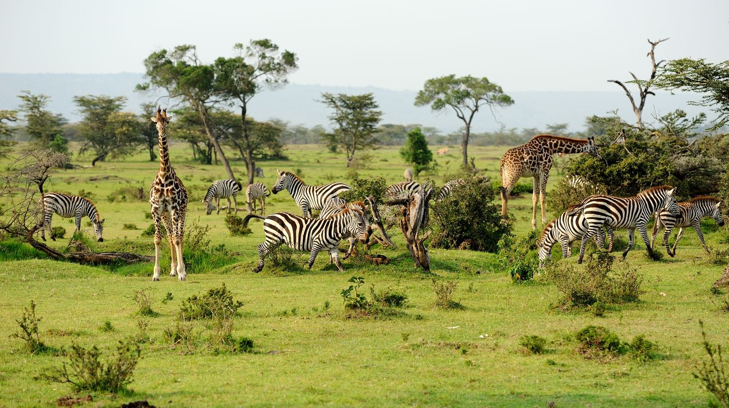 Various animals grazing in the grassland of Mikumi National Park