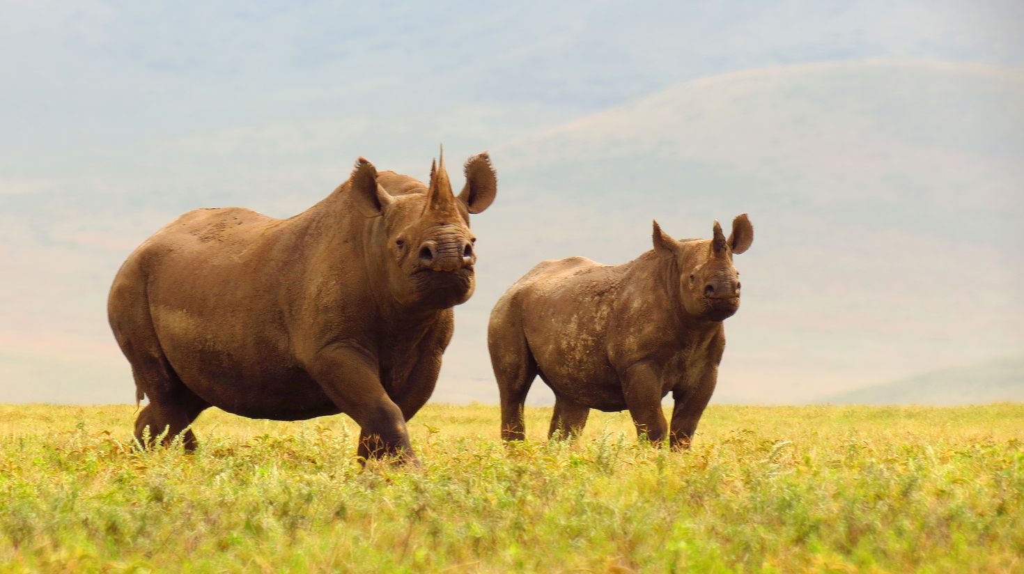Black rhinos in Ngorongoro Crater