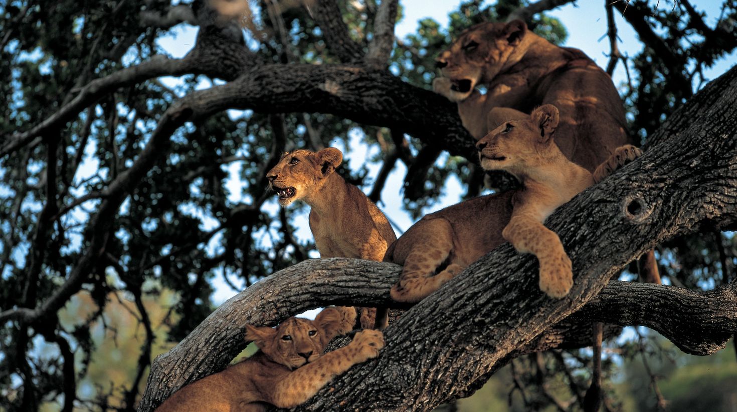 Tree climbing lions in Lake Manyara