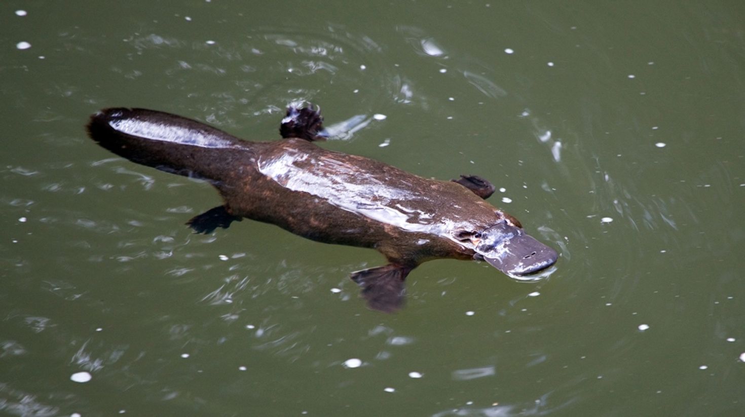 Platypus Waterholes walk takes you through the bushes of Flinders Chase.