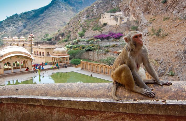 Monkey Temple in Jaipur