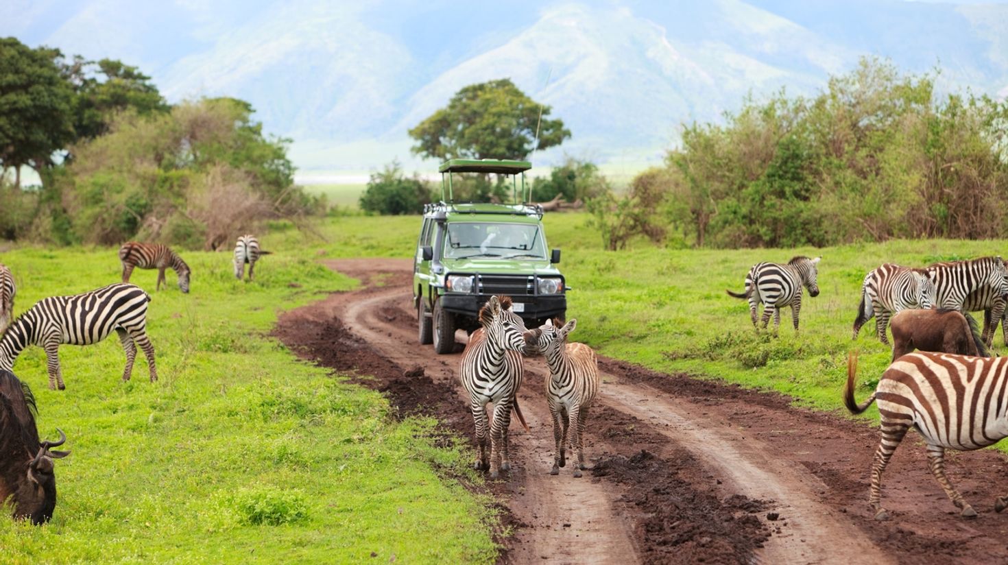 A safari jeep driving through the wilderness with zebras all around. 