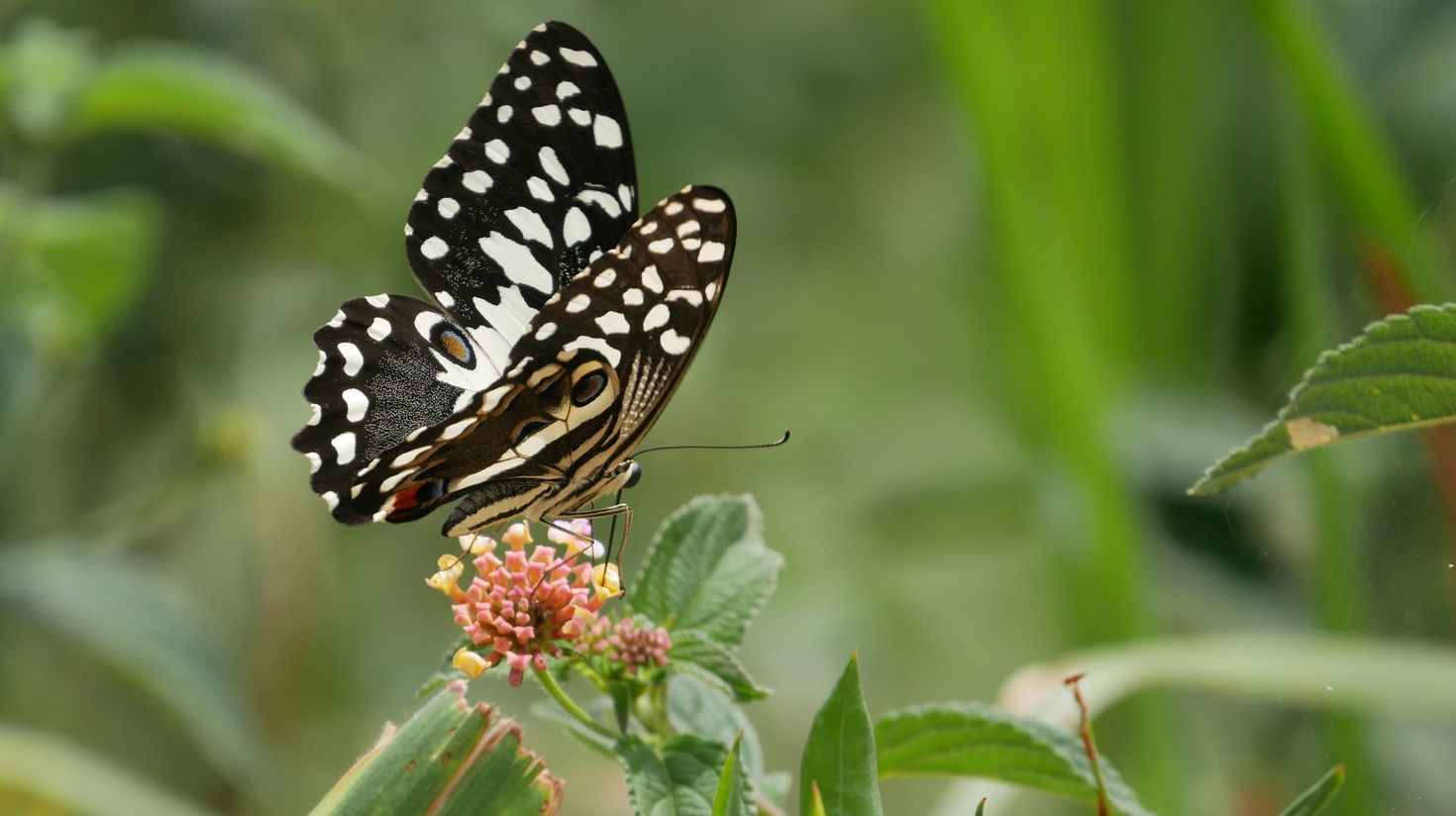 Butterfly spotted in Zanzibar Butterfly Center.