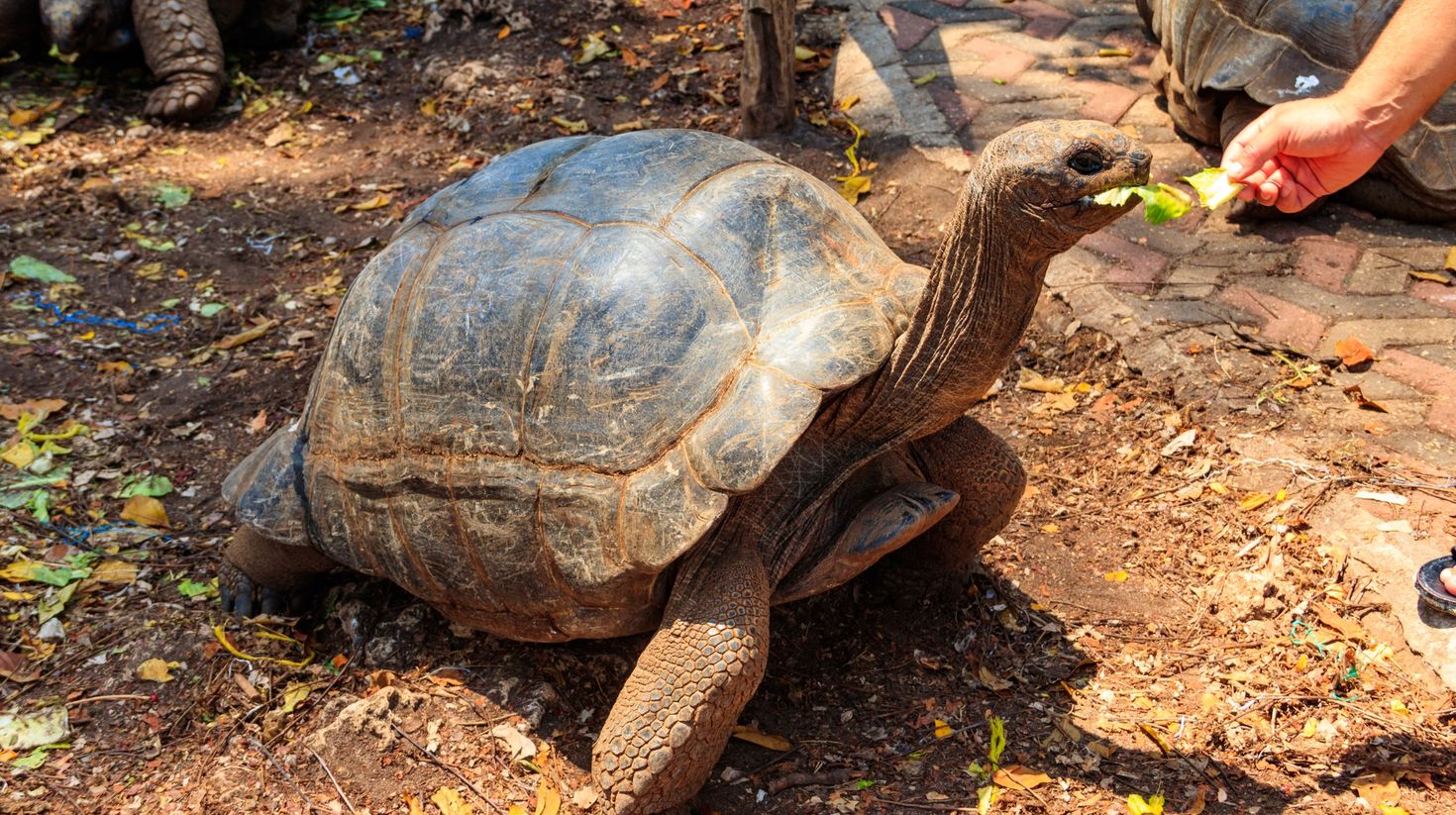 An Aldabra tortoises in Prison Island being fed.