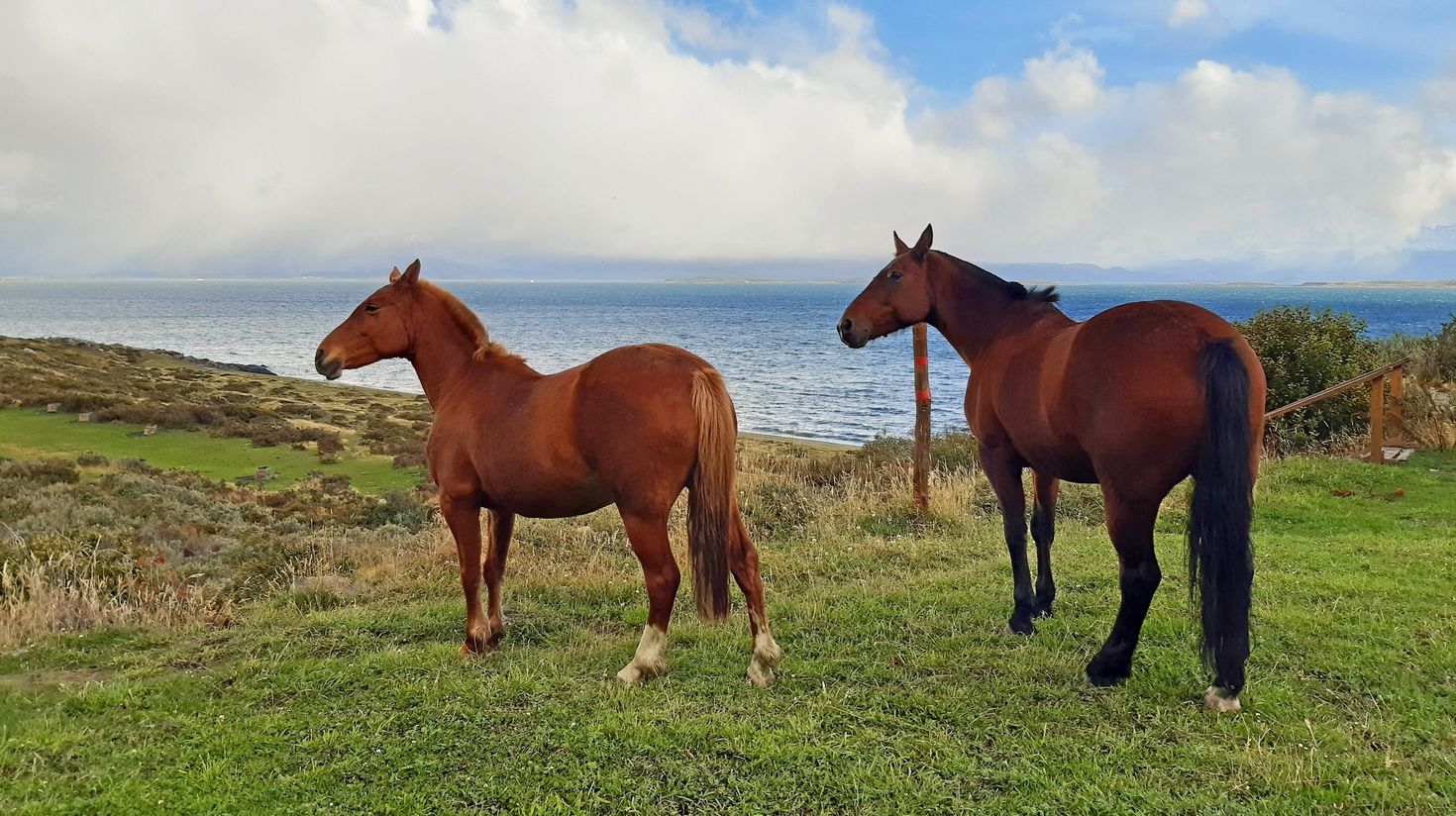 Two horses in Argentina during cloudy day.