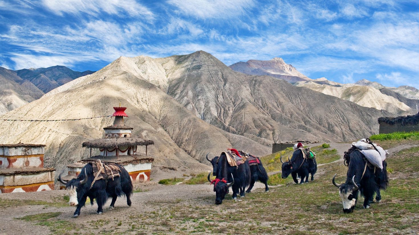 Caravan of yaks in the remote Upper Dolpo region.
