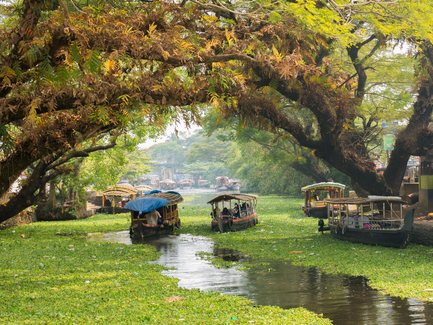 Boats traveling in the river in Alleppey in Kerala Backwaters in Wayanad. 