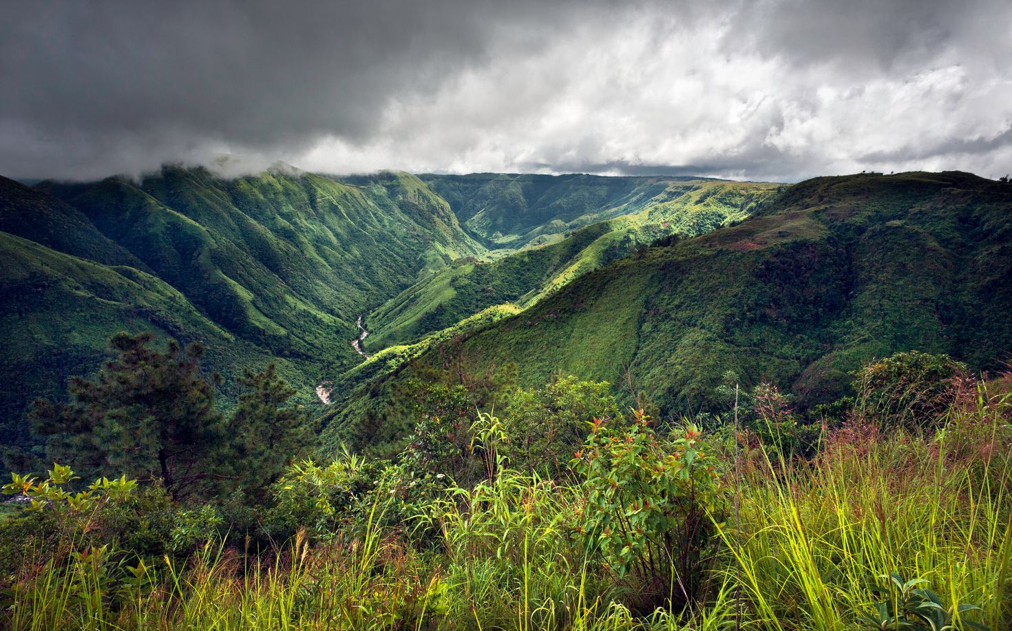 The lush greenery and hills of Meghalaya. 