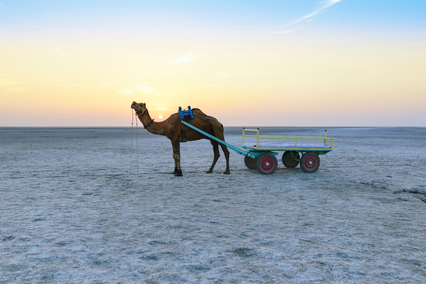 A camel dragging a cart during sunset in Rann of Kutch in India. 