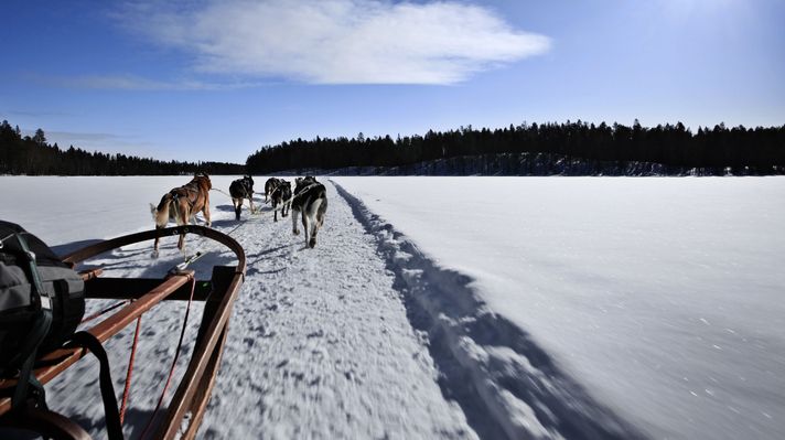 Many husky dogs pulling a sledge on snow