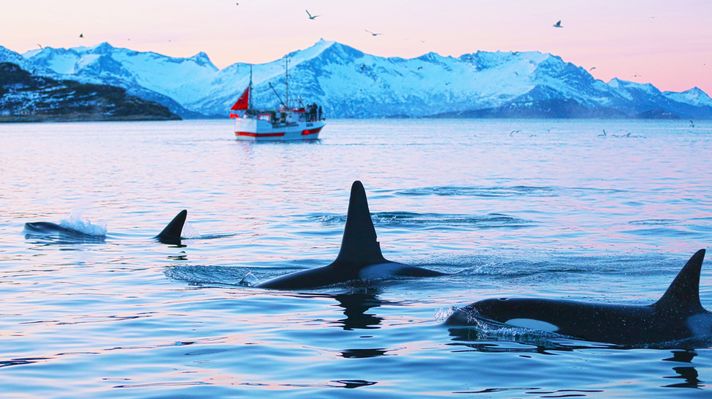 Whales swimming in water near mountains and tourists on boat watching them
