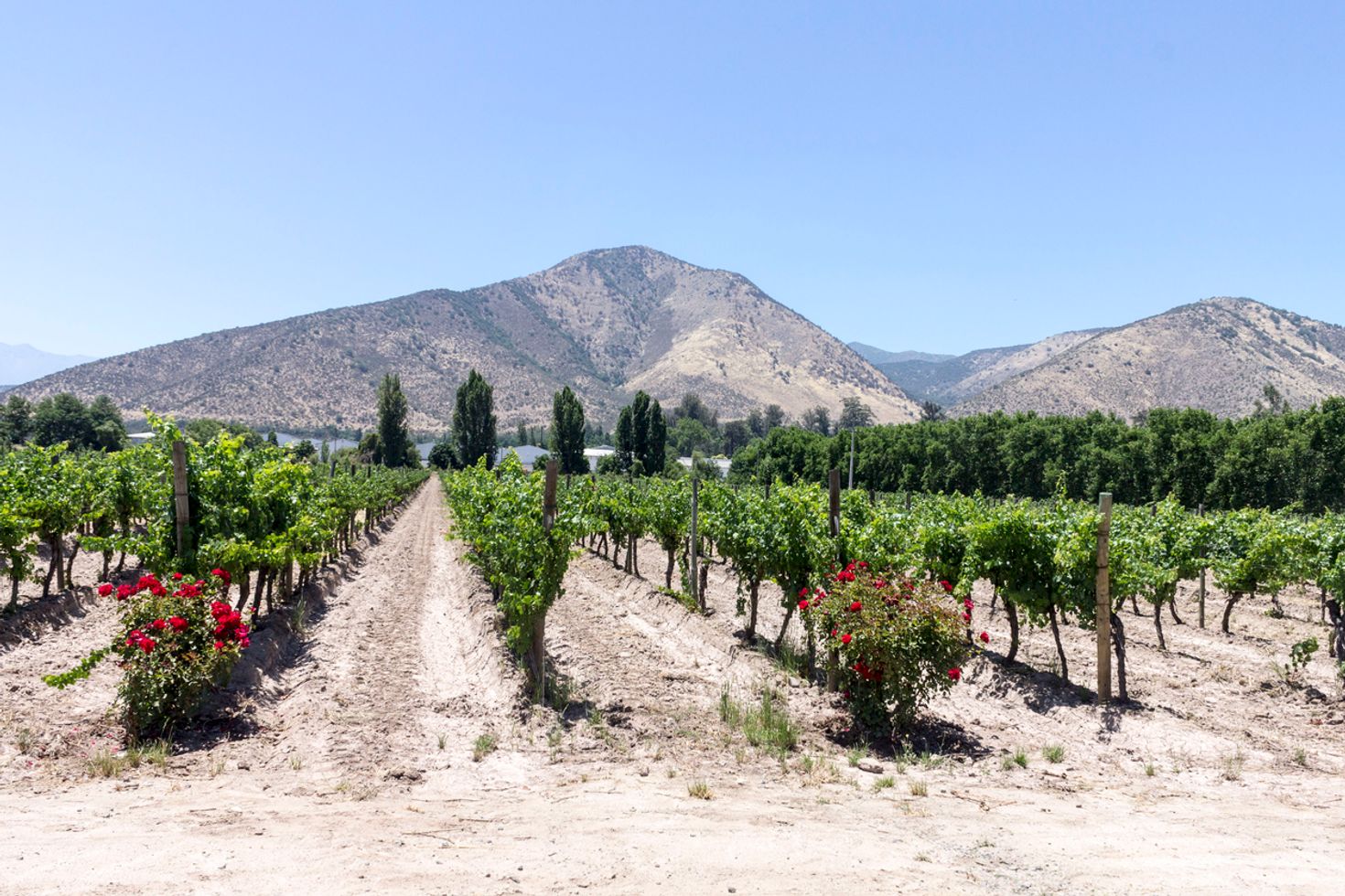 Maipo Valley in Chile